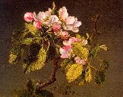 Martin Johnson Heade Apple Blossoms oil painting reproduction